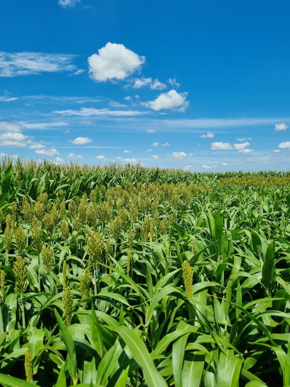 Fields of green and blue are divided by a road.