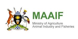 MAAIF