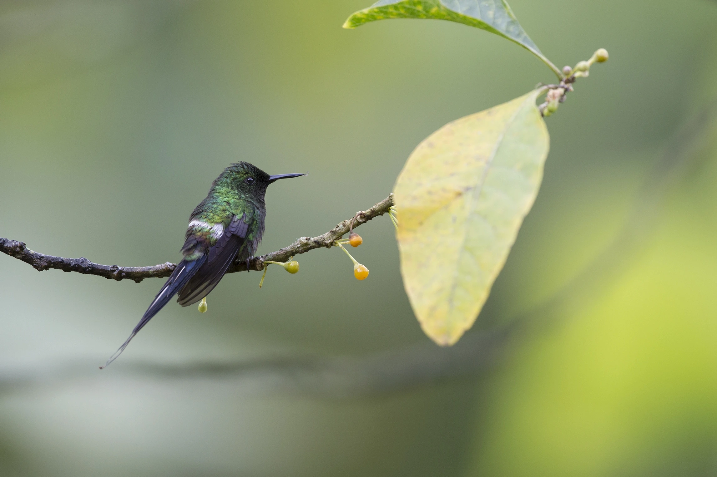 A Green thorntail sitting in a tree