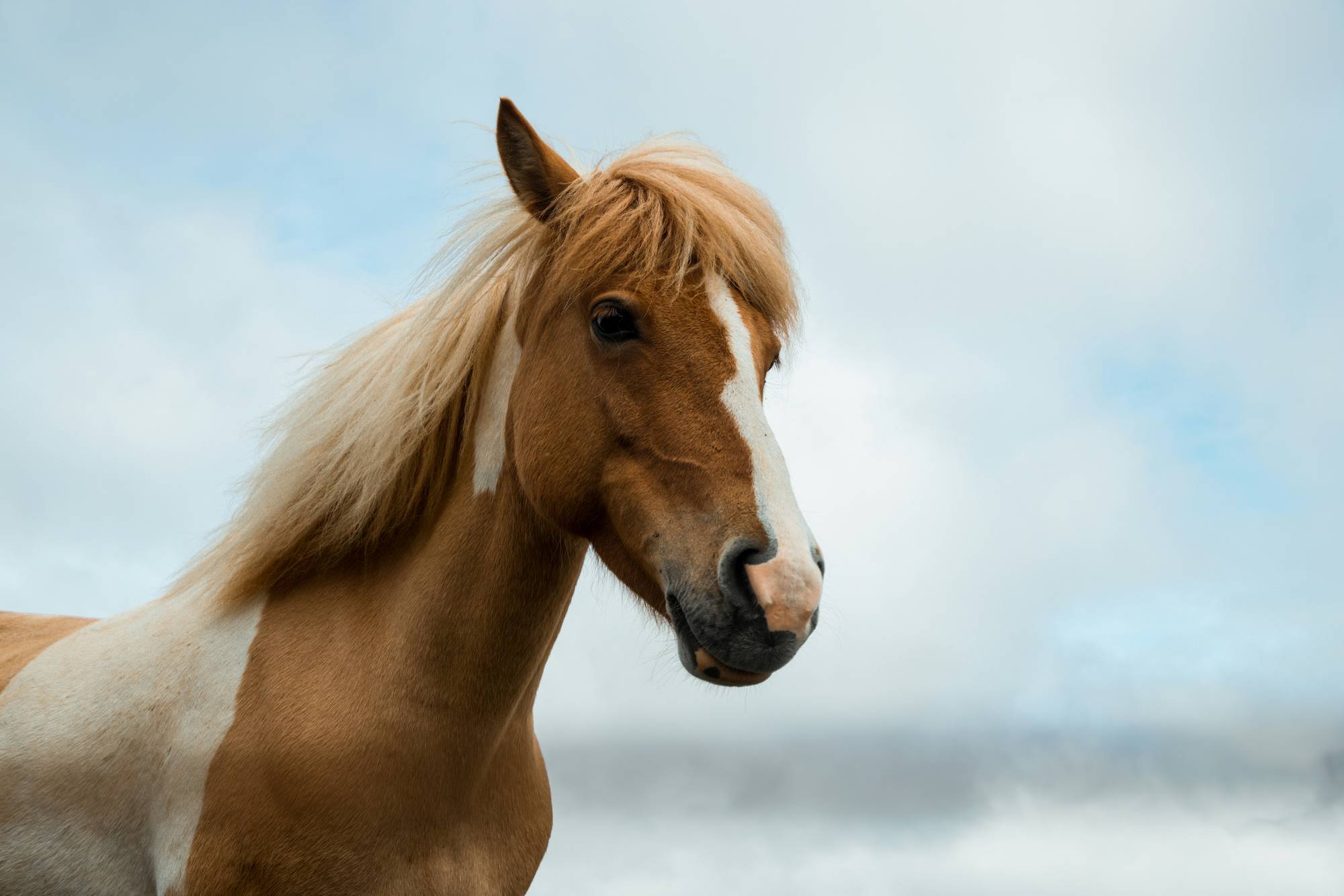Horse closeup against a cloudy sky