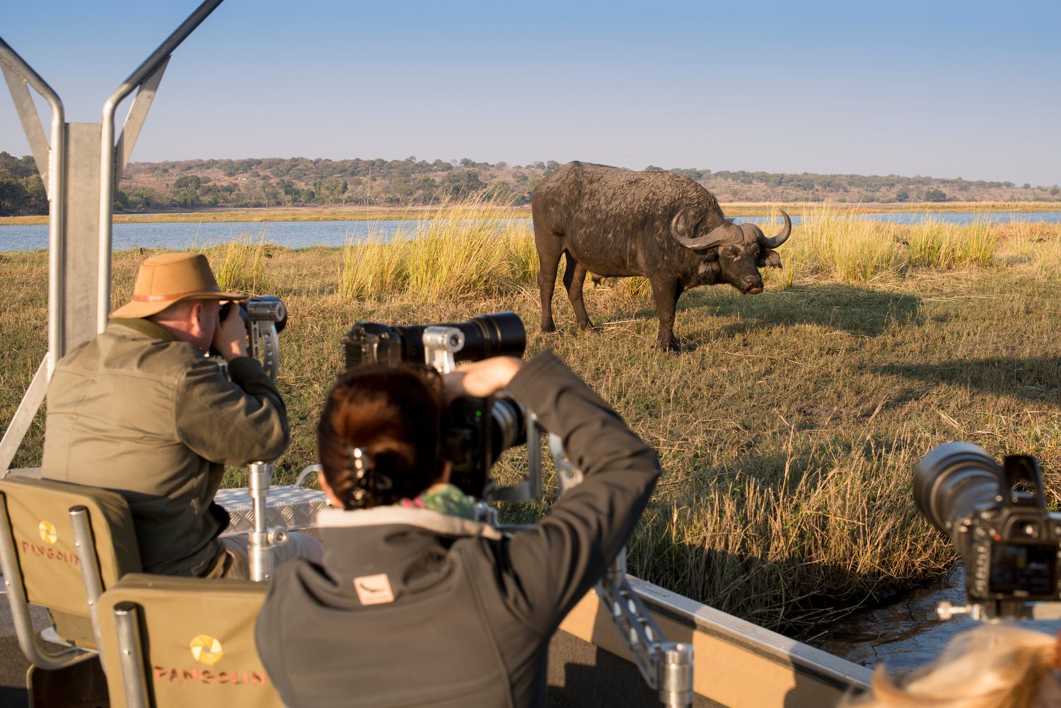 Photographing a Cape buffalo from a specialist camera boat