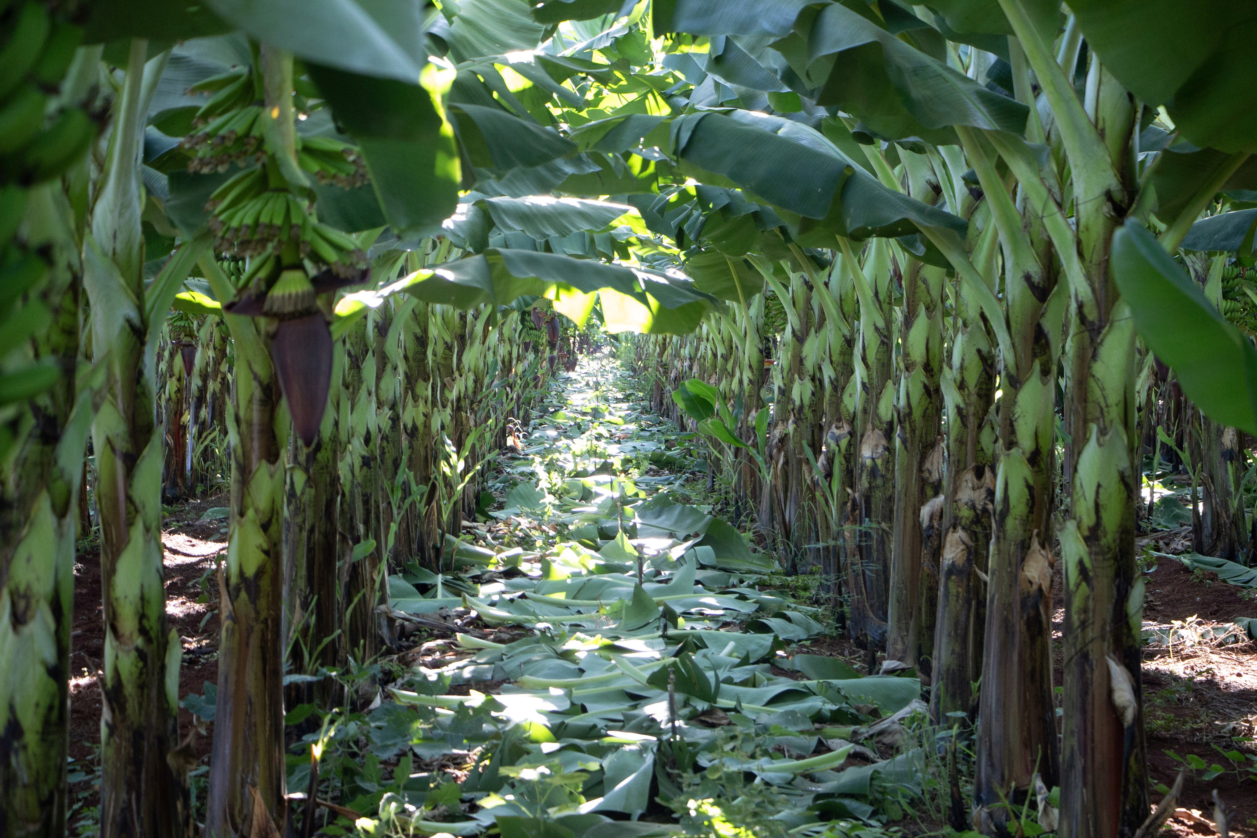 Client Photo Placeholder