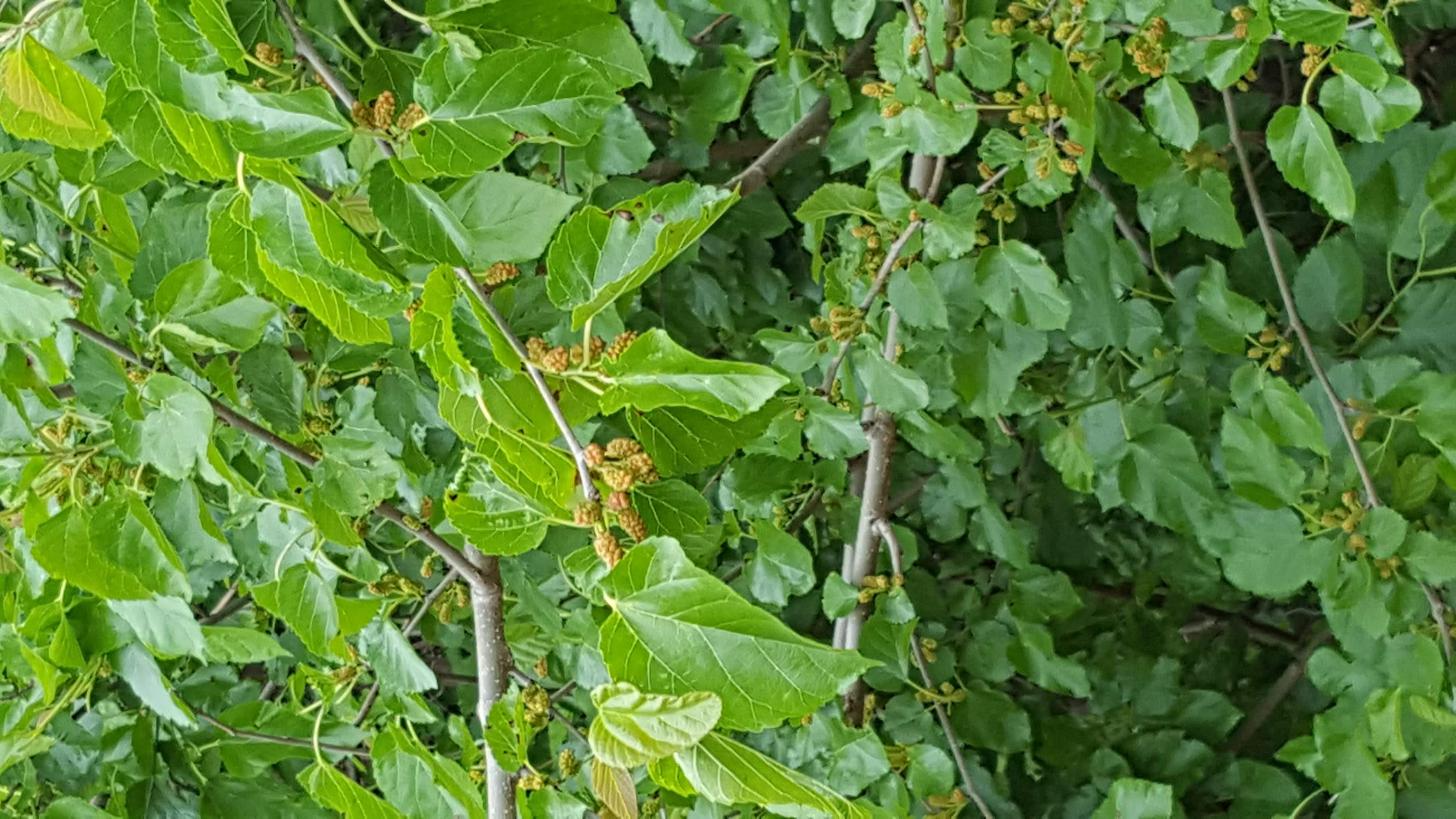 Group of students processing acorns together during a foraging class, representing shared learning and scholarship.