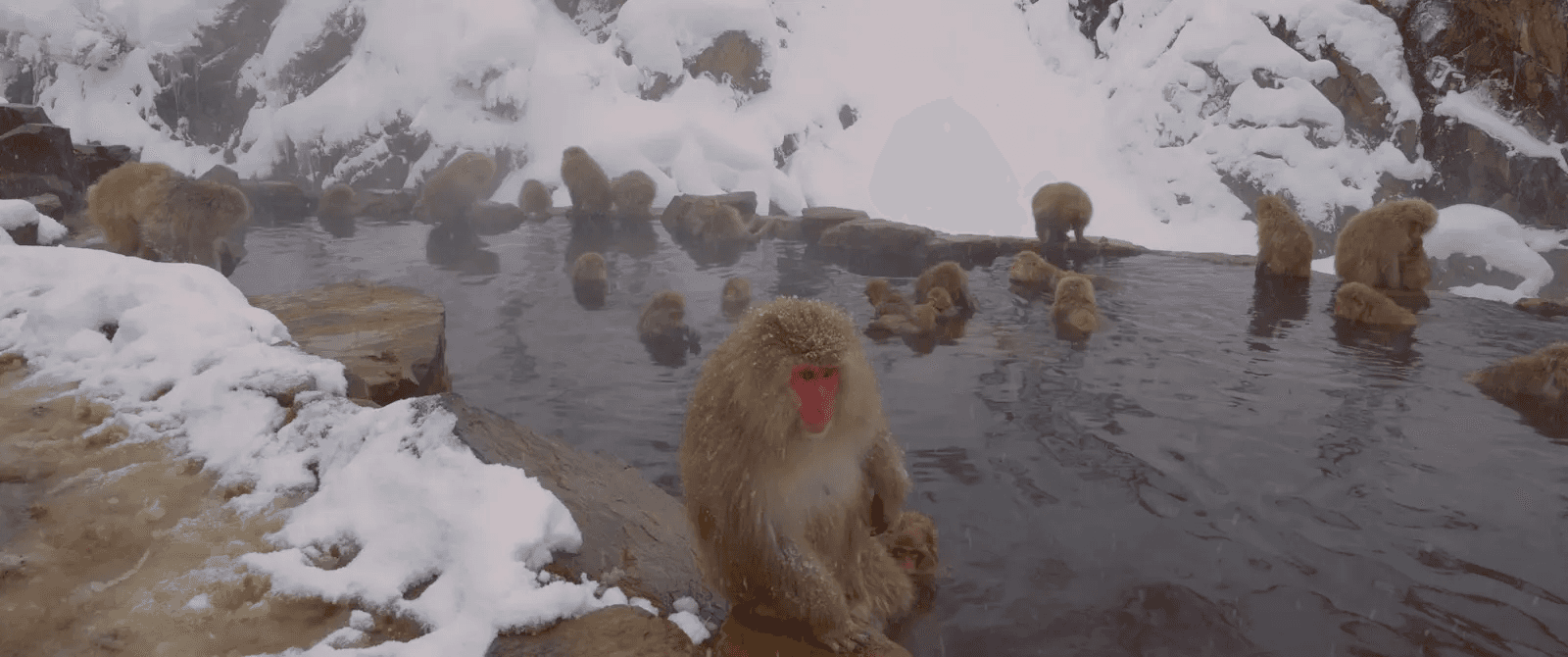 Snow monkeys bathing in the steaming Jigokudani hot spring amid heavy January snow