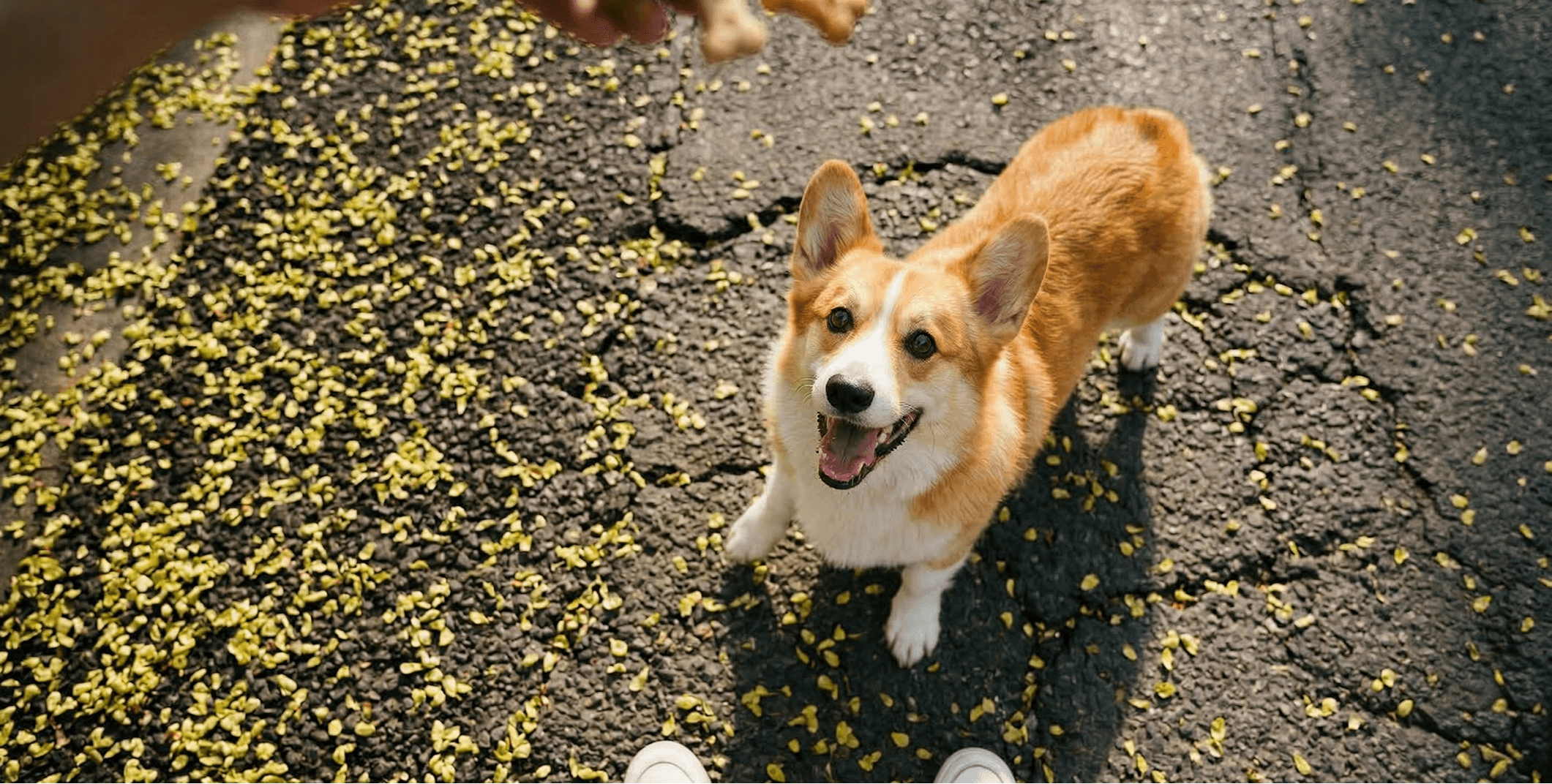 Small corgi dog looking up while standing on a leaf-covered path outdoors, viewed from above