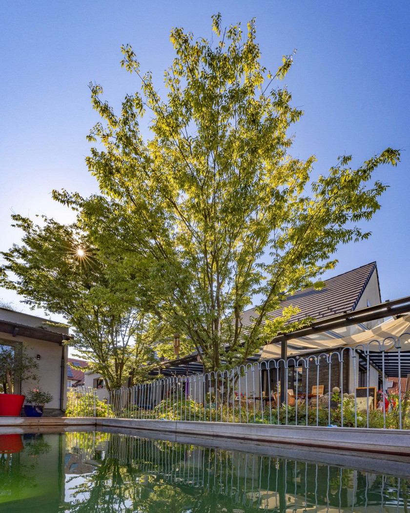 Zelkova ‘Variegata’ mit locker aufgebauter Krone und fein strukturiertem Laub in einem Garten neben einem Wasserbecken.