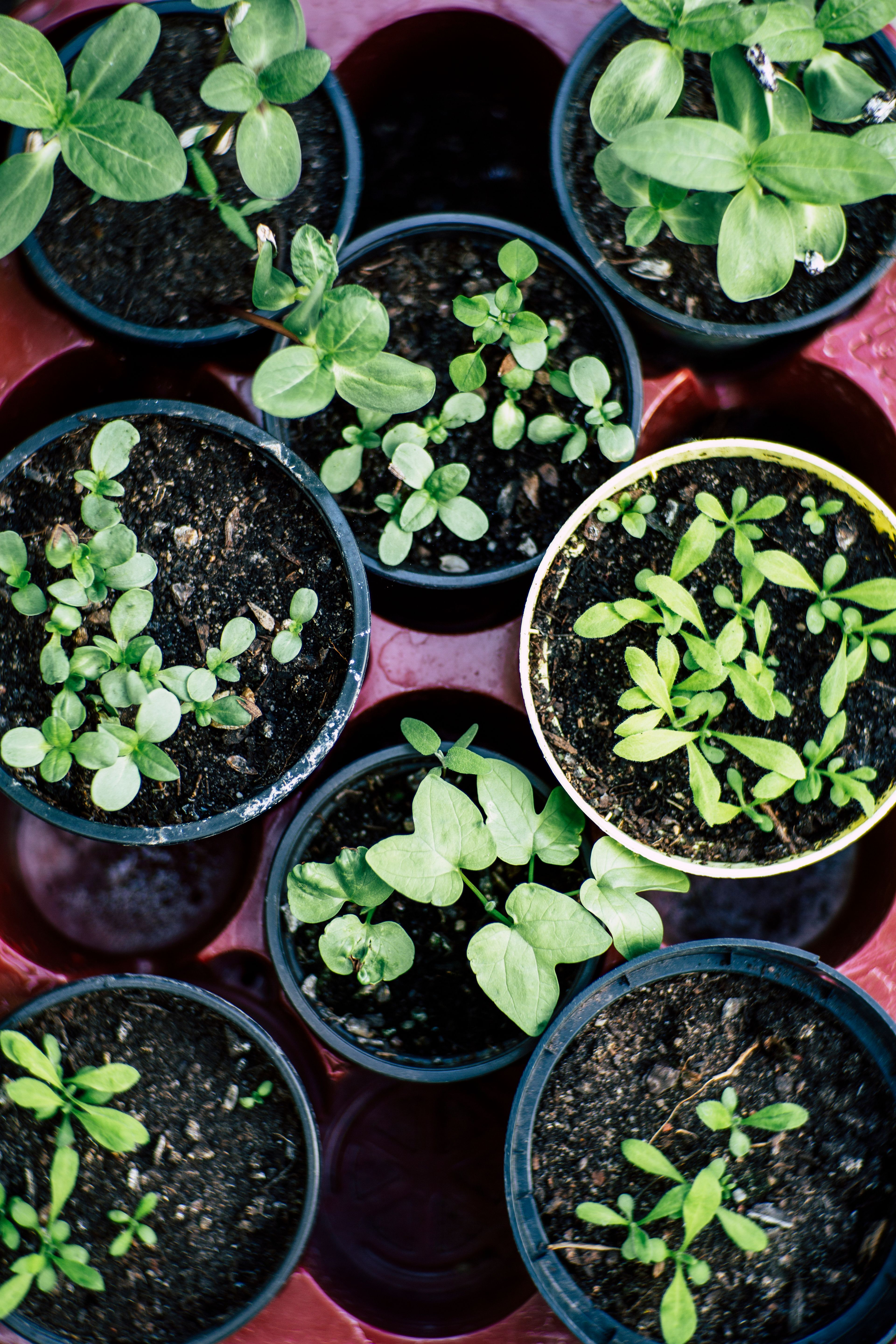 top-view-of-multiple-pots-with-herb-seedlings-growing-in-soil,-ideal-for-gardeni - markus-spiske (pexels)