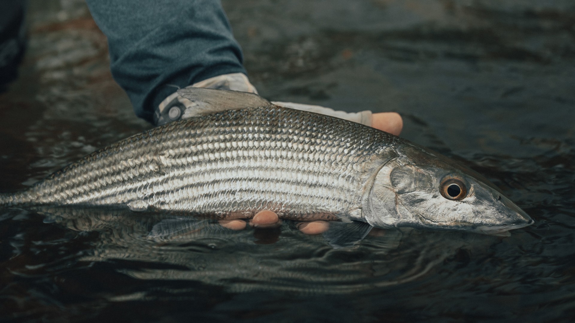 Angler holding a semi submerged bonefish 
