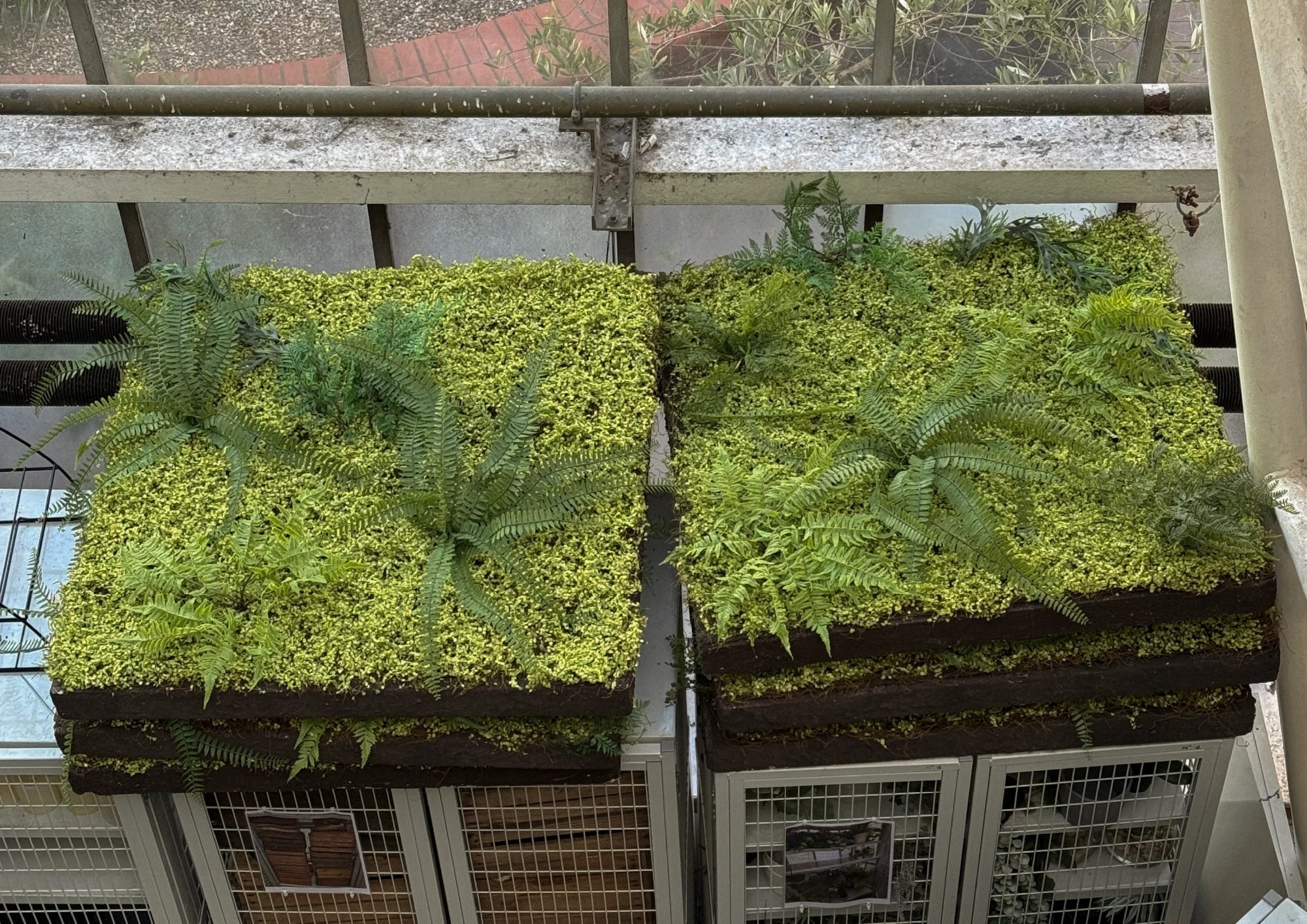 Two square panels of moss and fern mounted on a metal rail above a glass roof, seen from above.