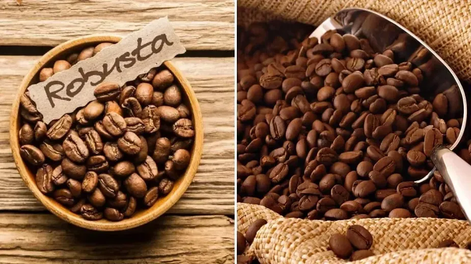 The Difference Between Arabica & Robusta Coffee.webp