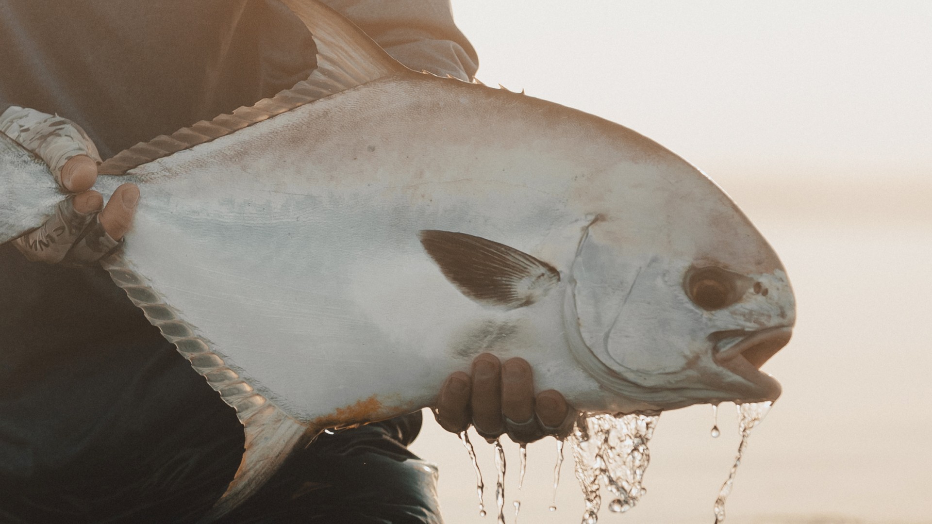 Angler holding a dripping wet permit during golden hour