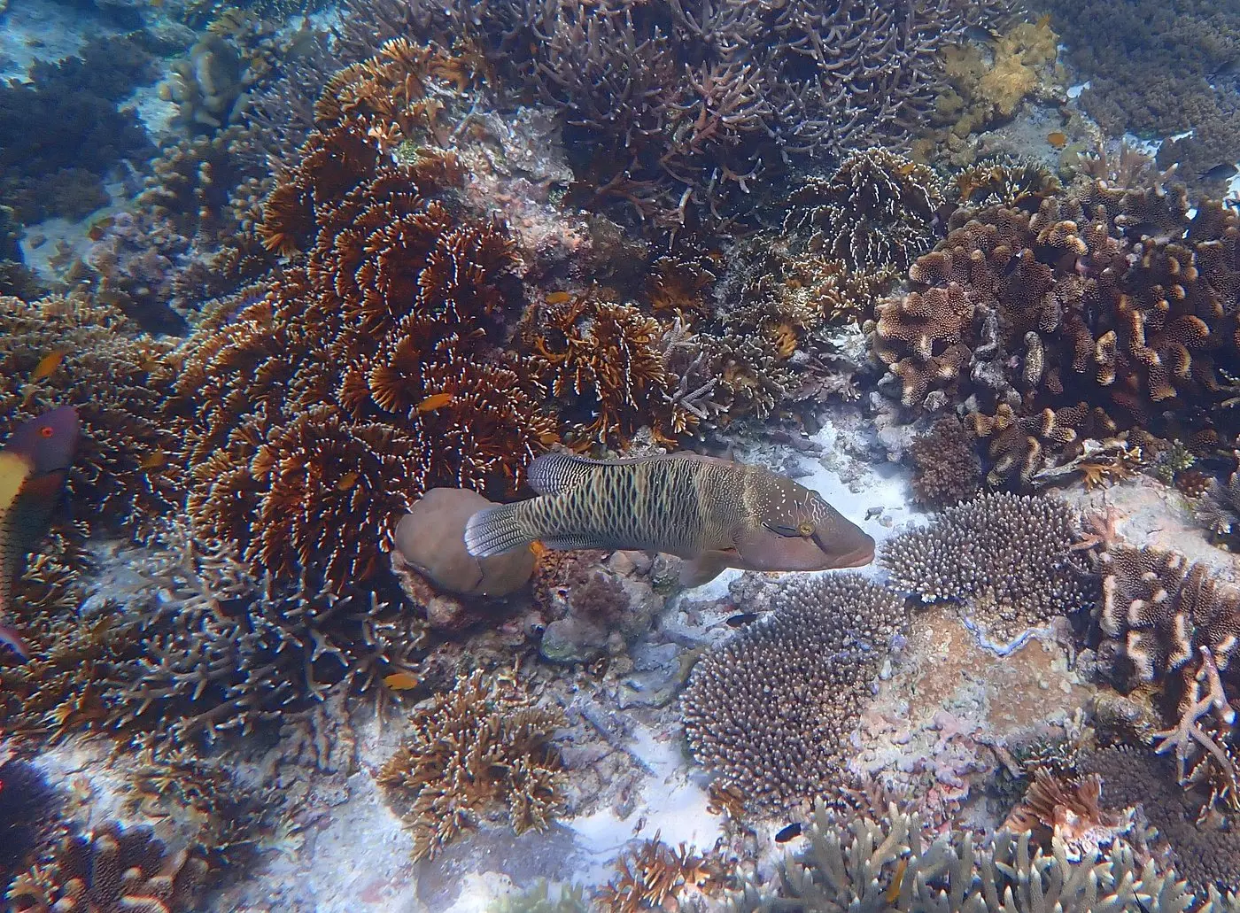 Cape Kri Raja Ampat West