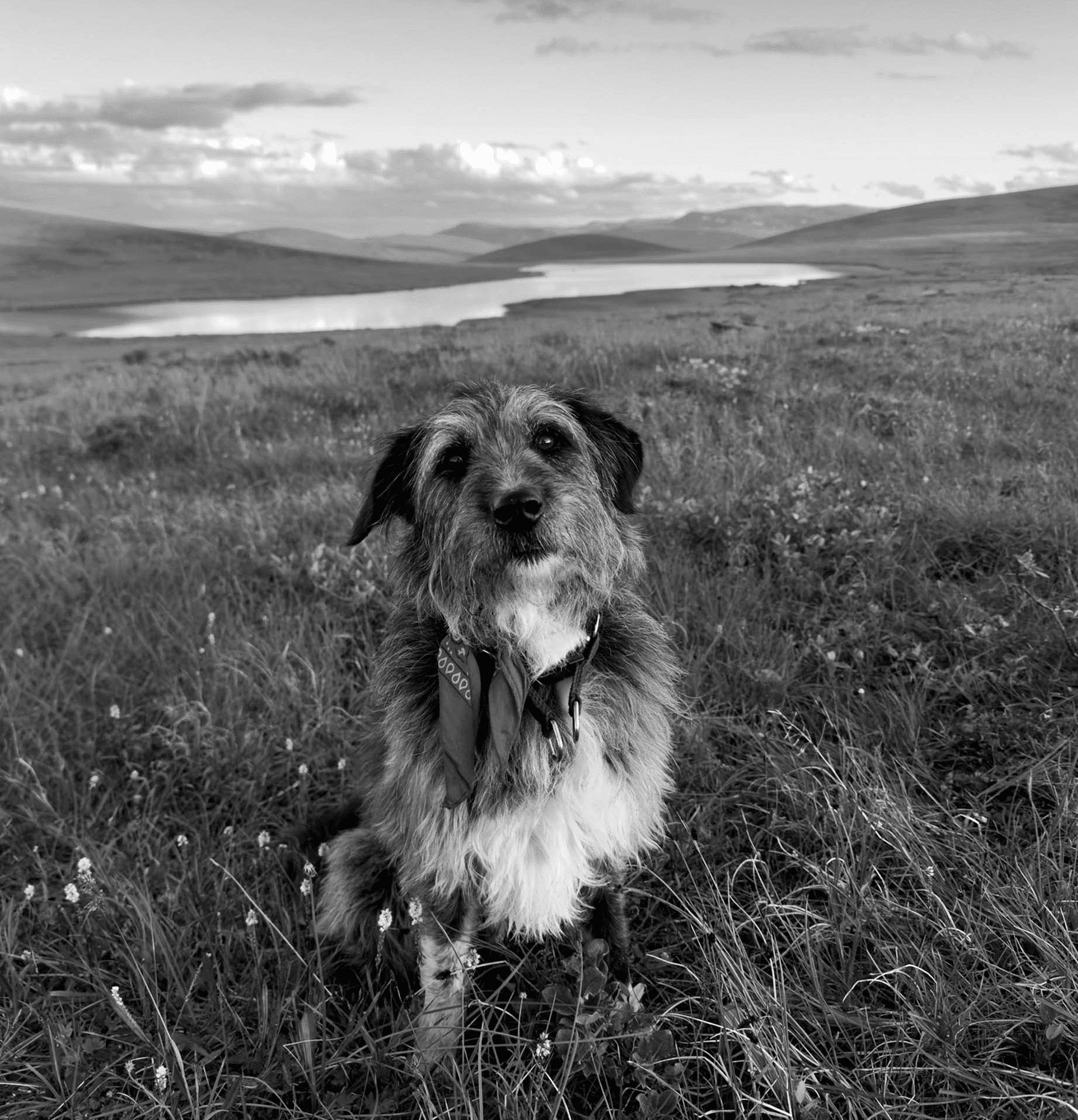 Dog sitting in open field