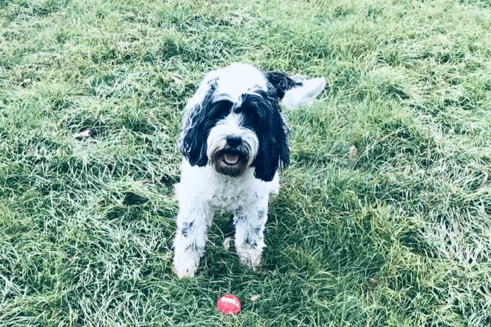 Poppy the Dog
