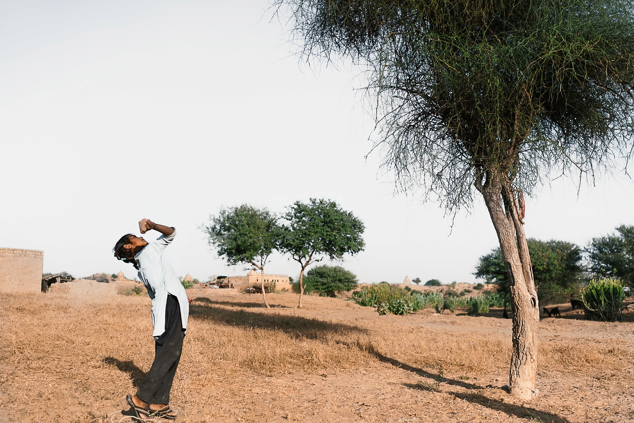 a girl wearing her school clothes picking fruits from a tree in a remote rural village in rajasthan