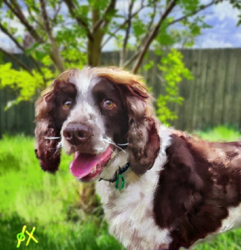 Springer spaniel panting in a sunny garden, dog drawing by sox_7