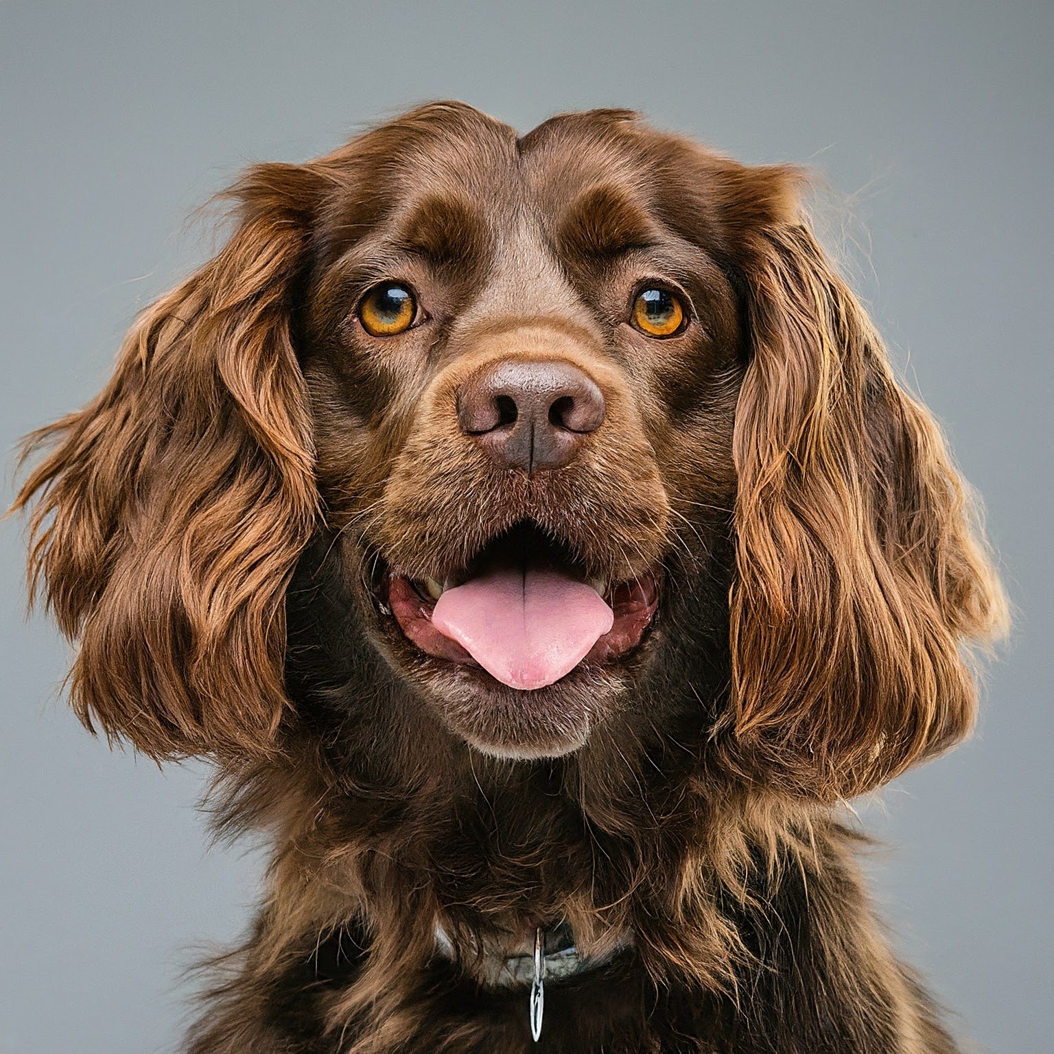 BUDDYUNO, Boykin Spaniel