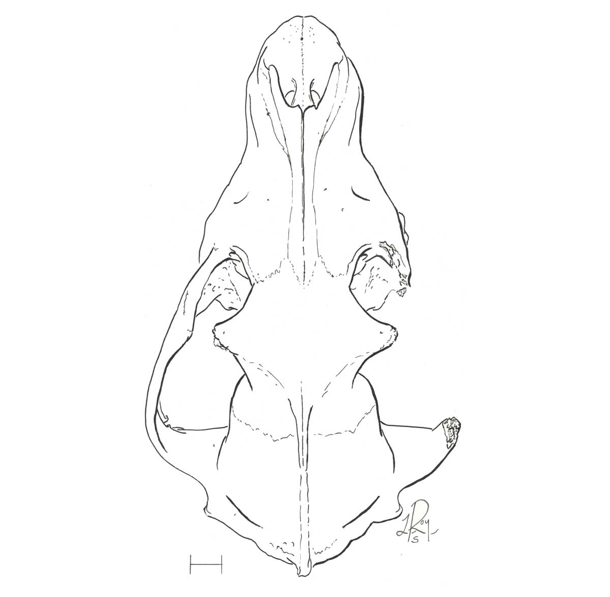 Specimen: Dog Skull