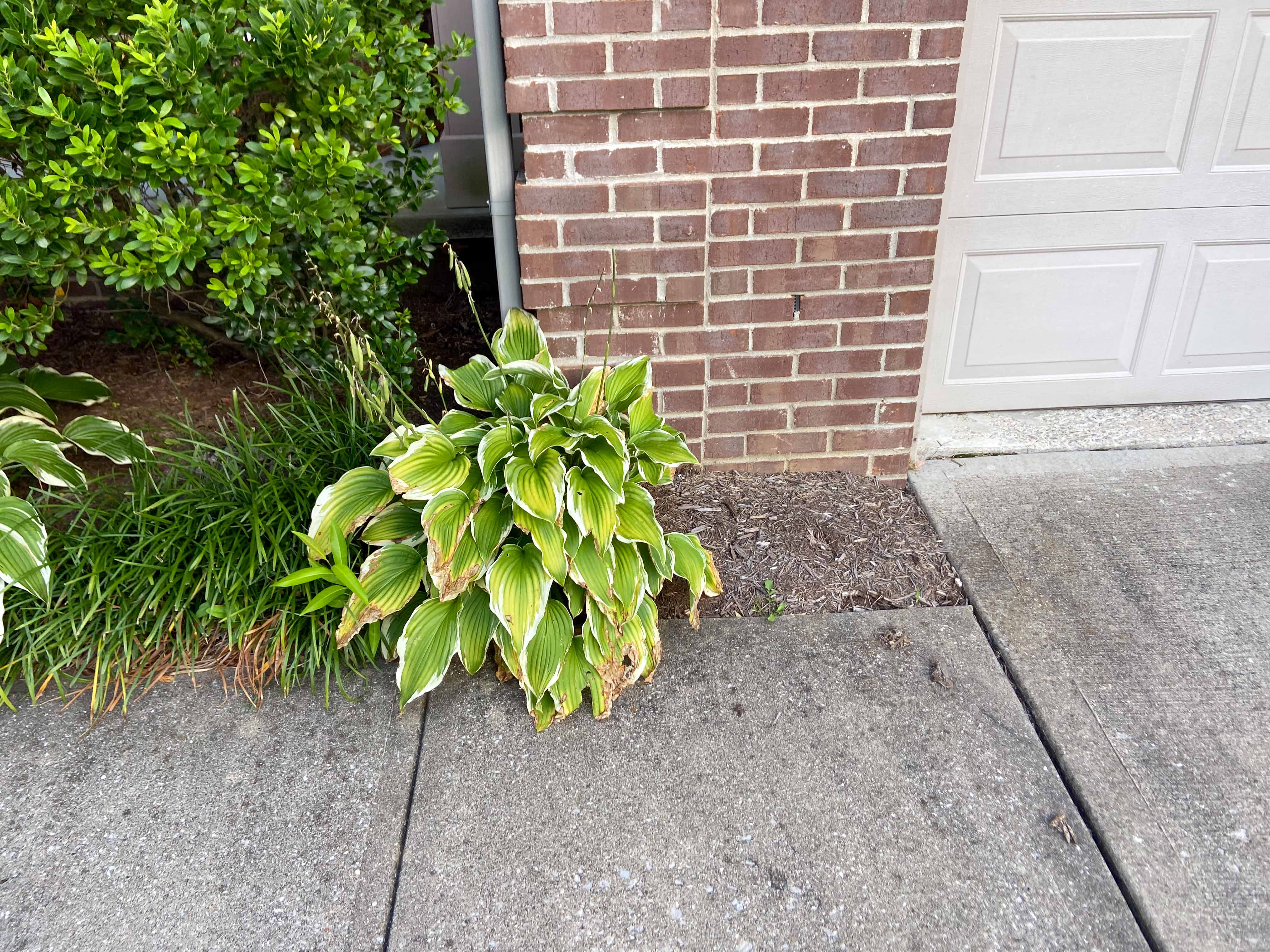 hydranda's on the corner of a landscaping project