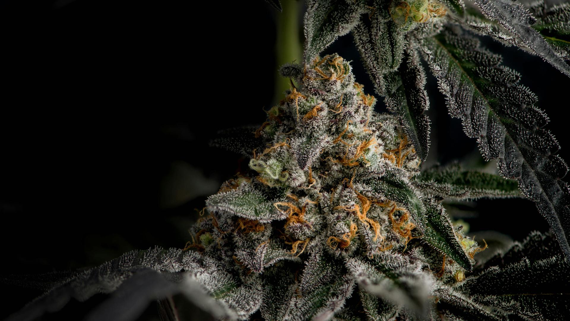cinematic shot of a cannabis plant