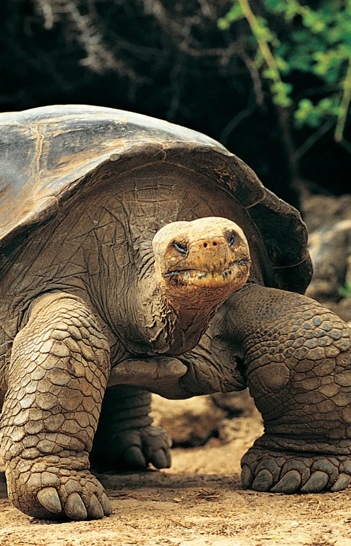 Wildlife Wonderland in Galapagos