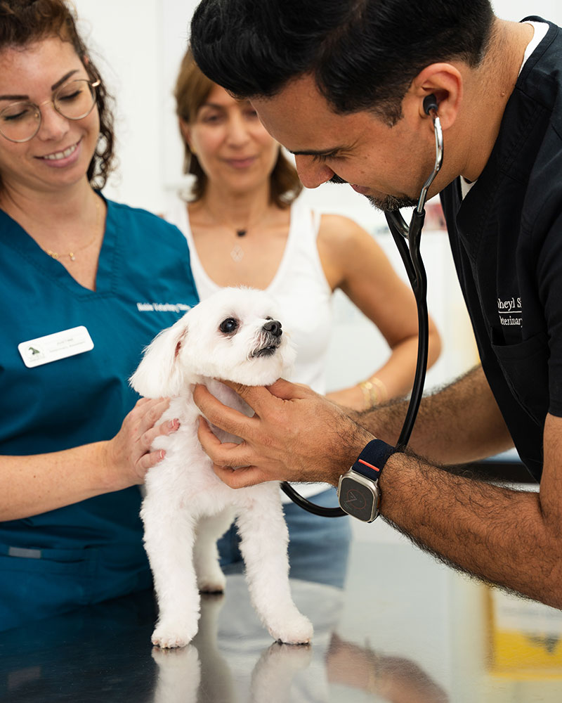 vet in dubai