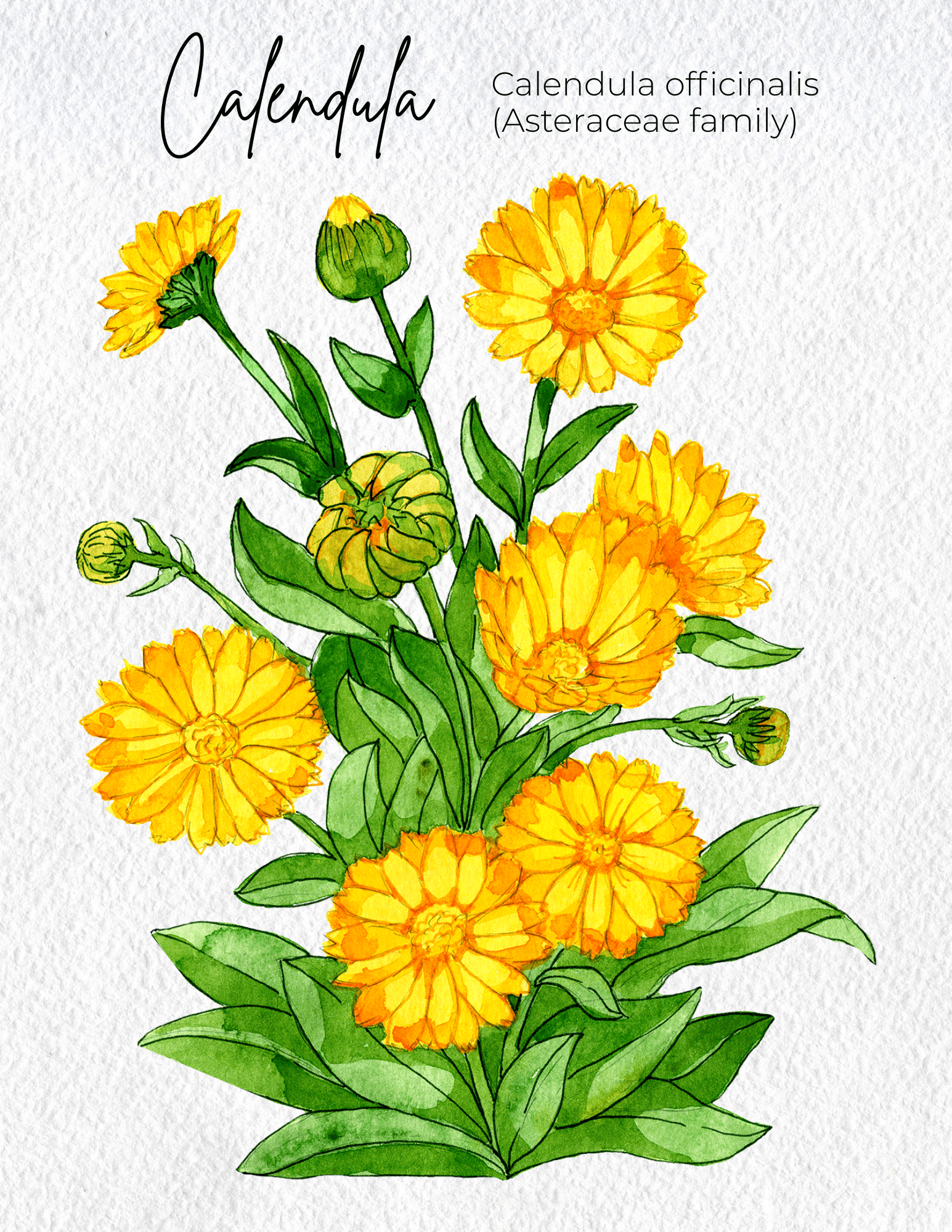 Calendula Materia Medica
