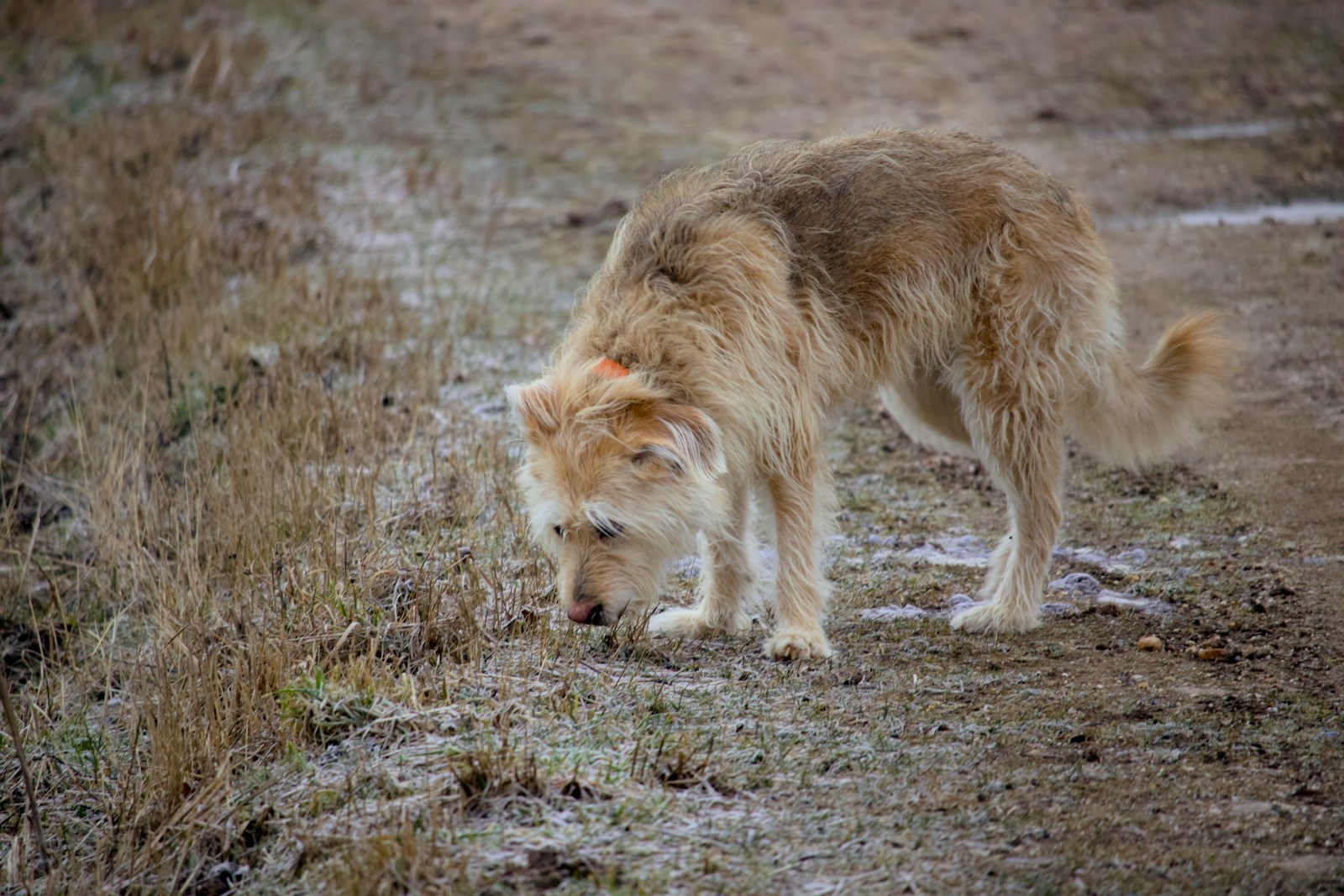 Een ruwharige jonge hond snuffelt voorzichtig aan de grond buiten