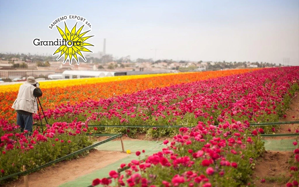 Bloemenveld van Grandiflora Sanremo