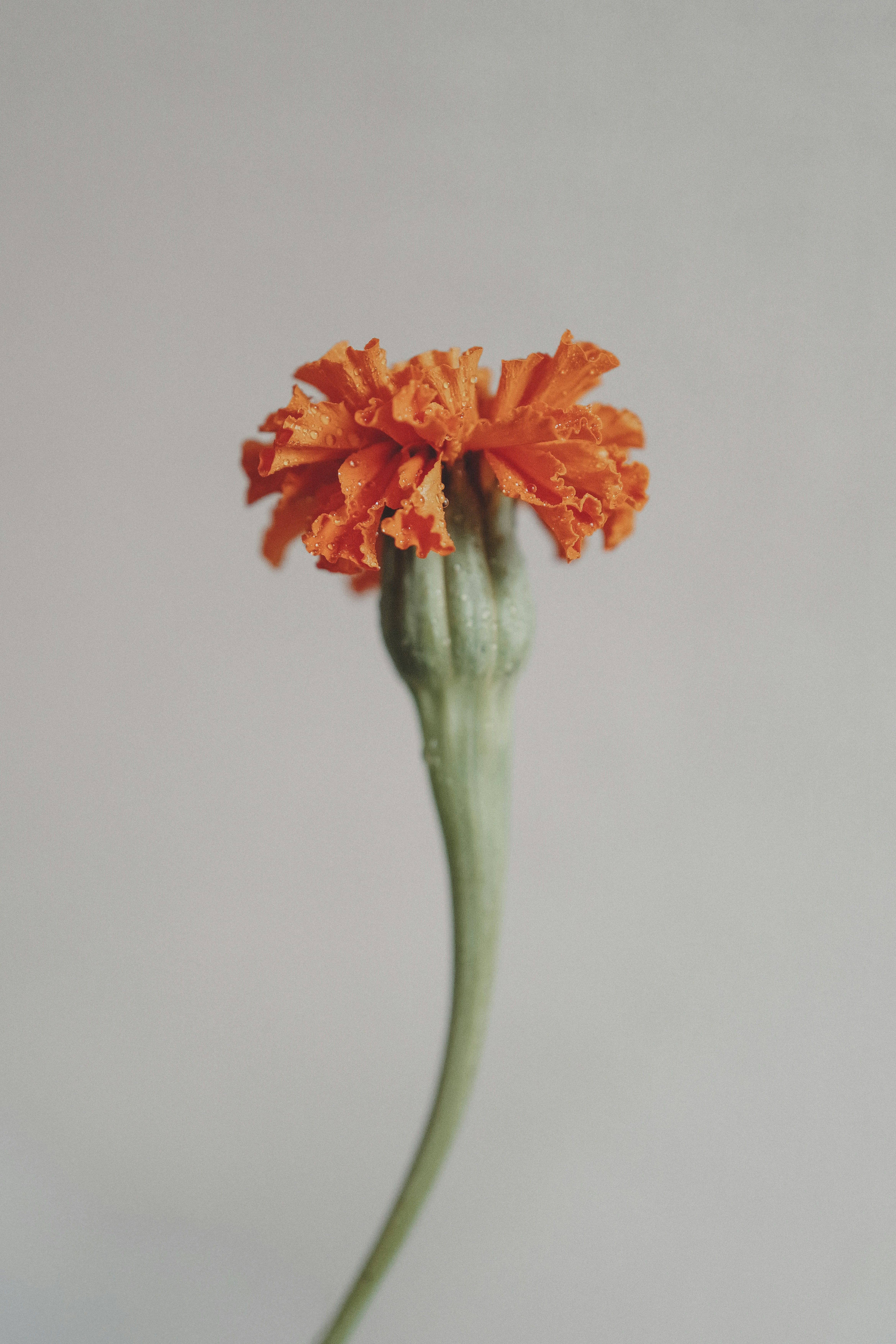 A single orange marigold flower with a bud