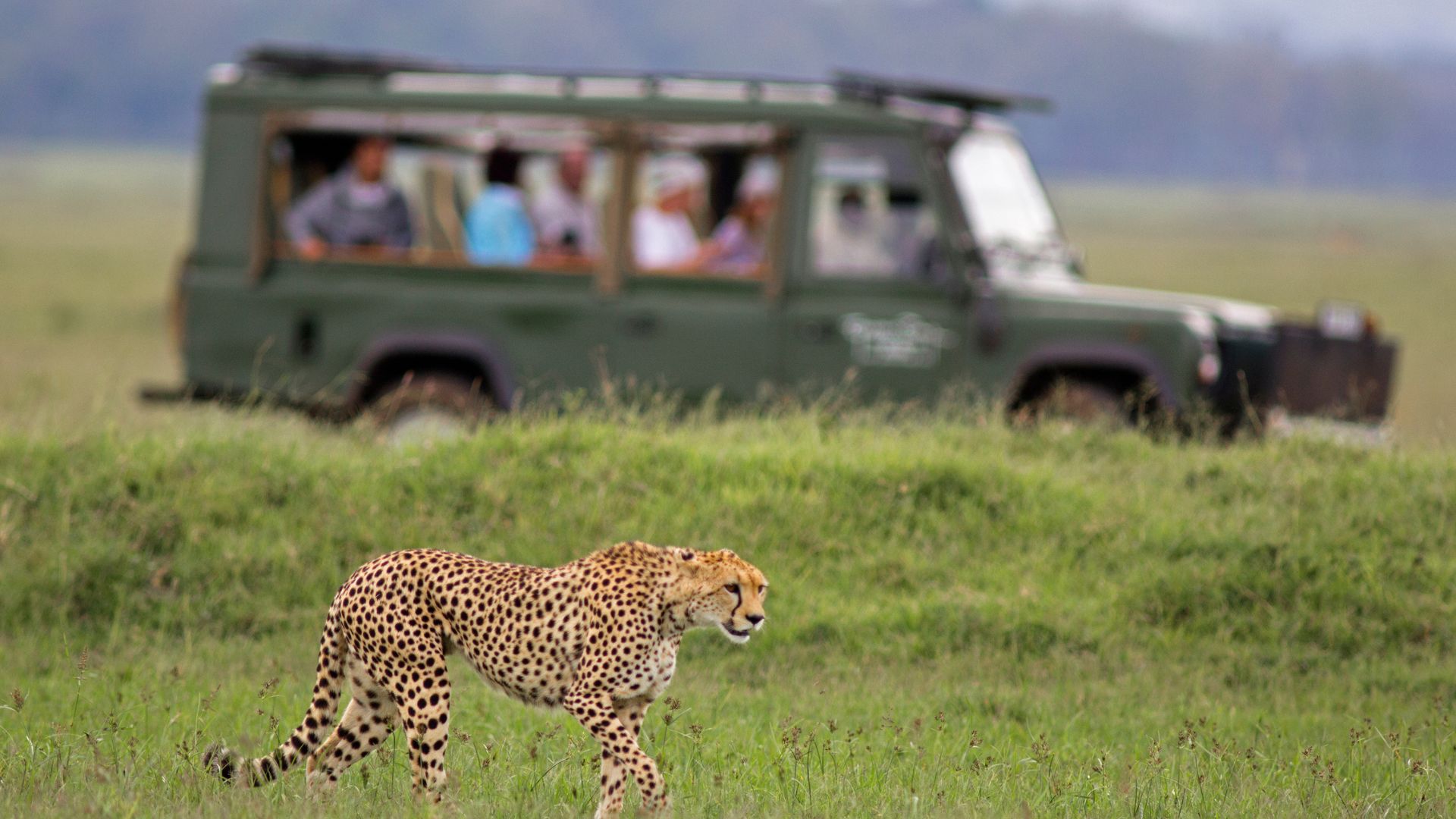 safari image