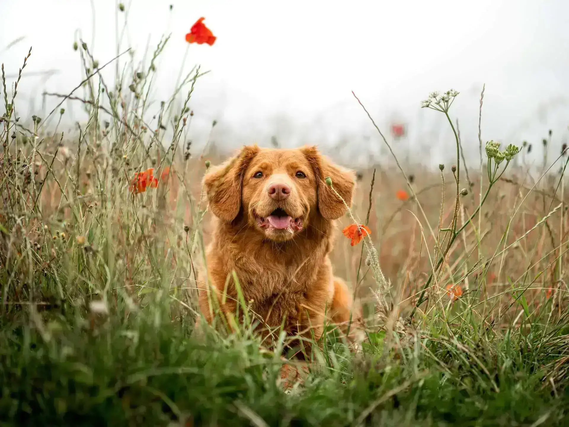 oranger hund liegt in hohem gras und schaut in kamera