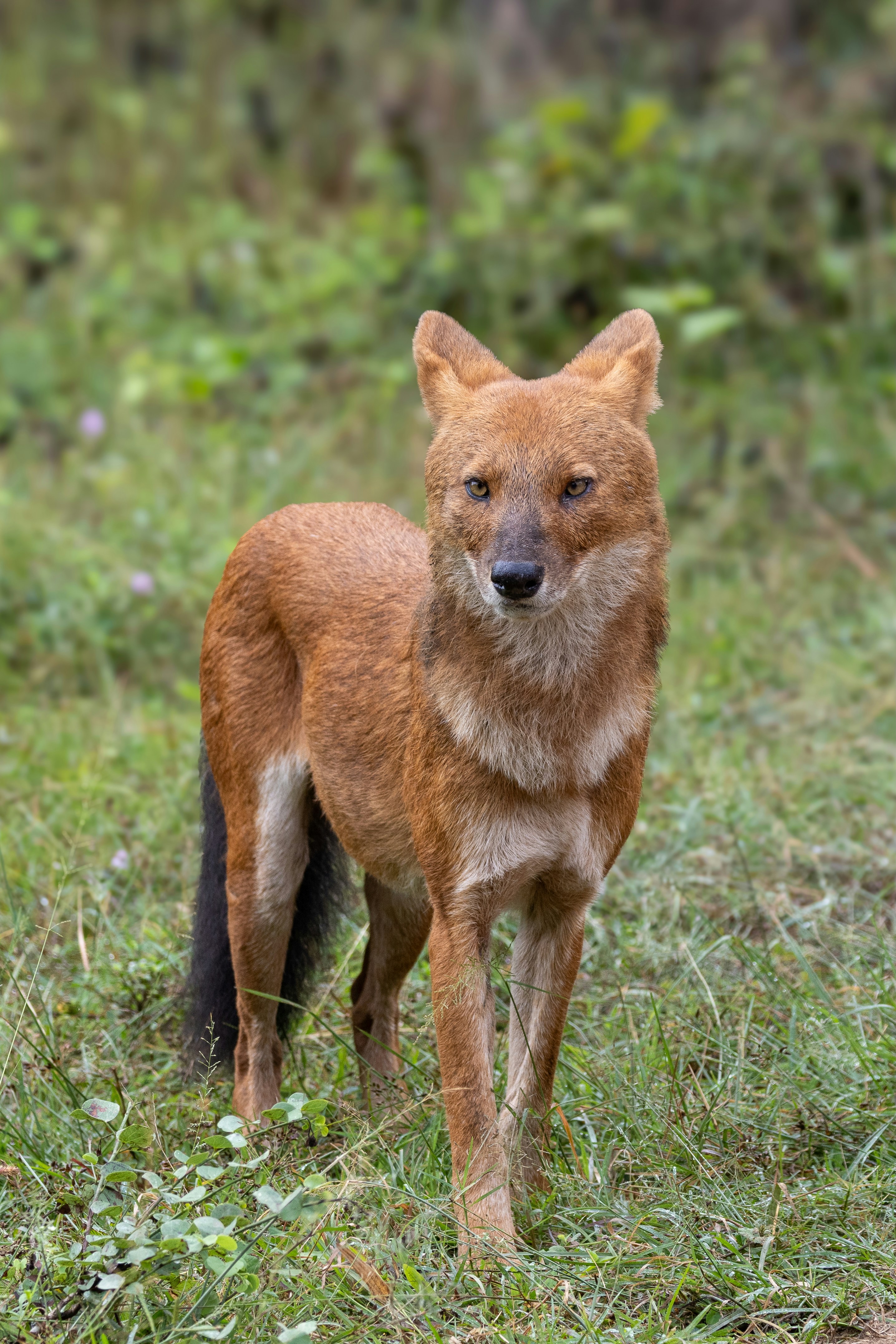 A dhole stands alert in a grassy forest clearing.