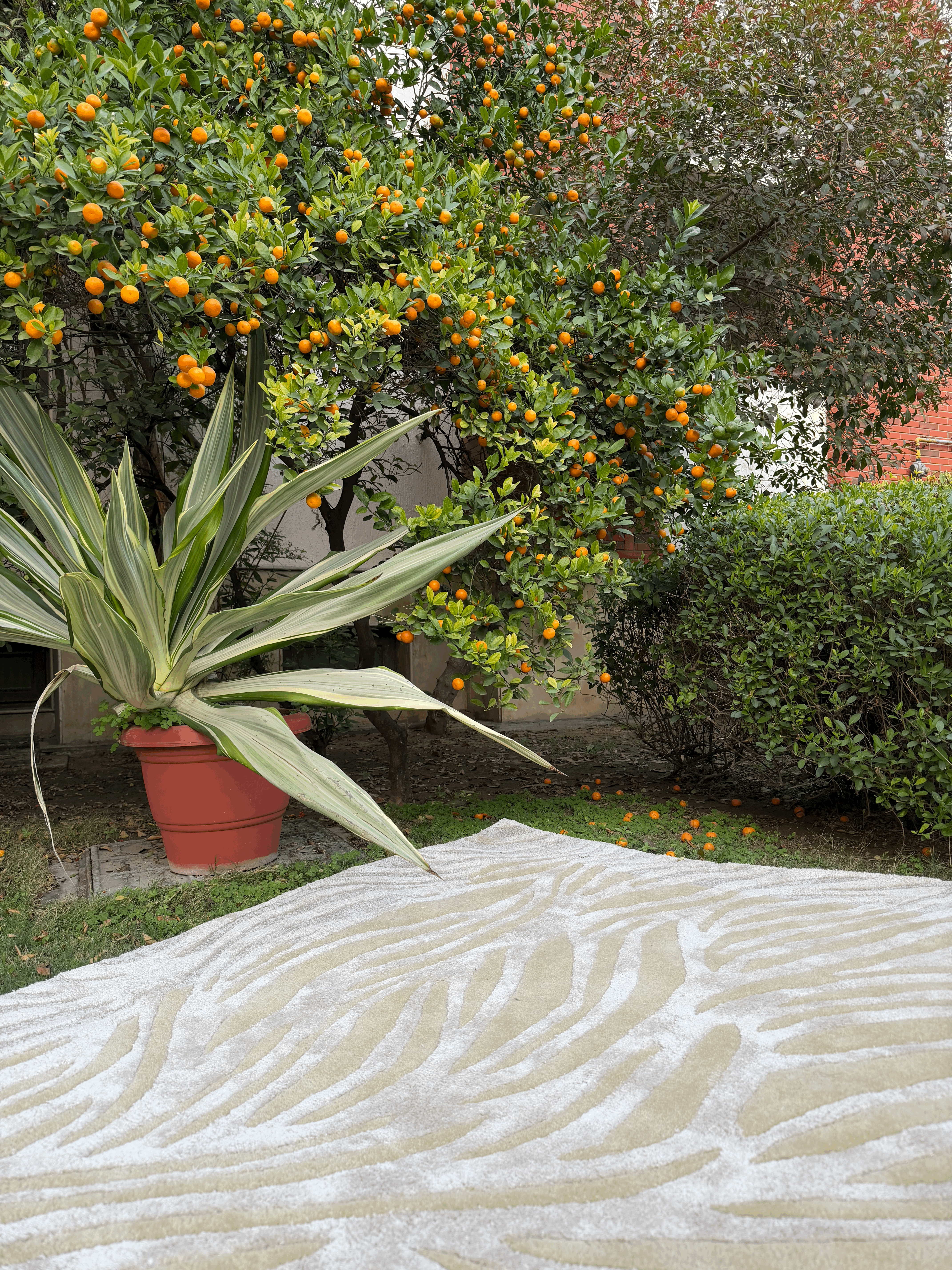 Zavira rug lifestyle placement