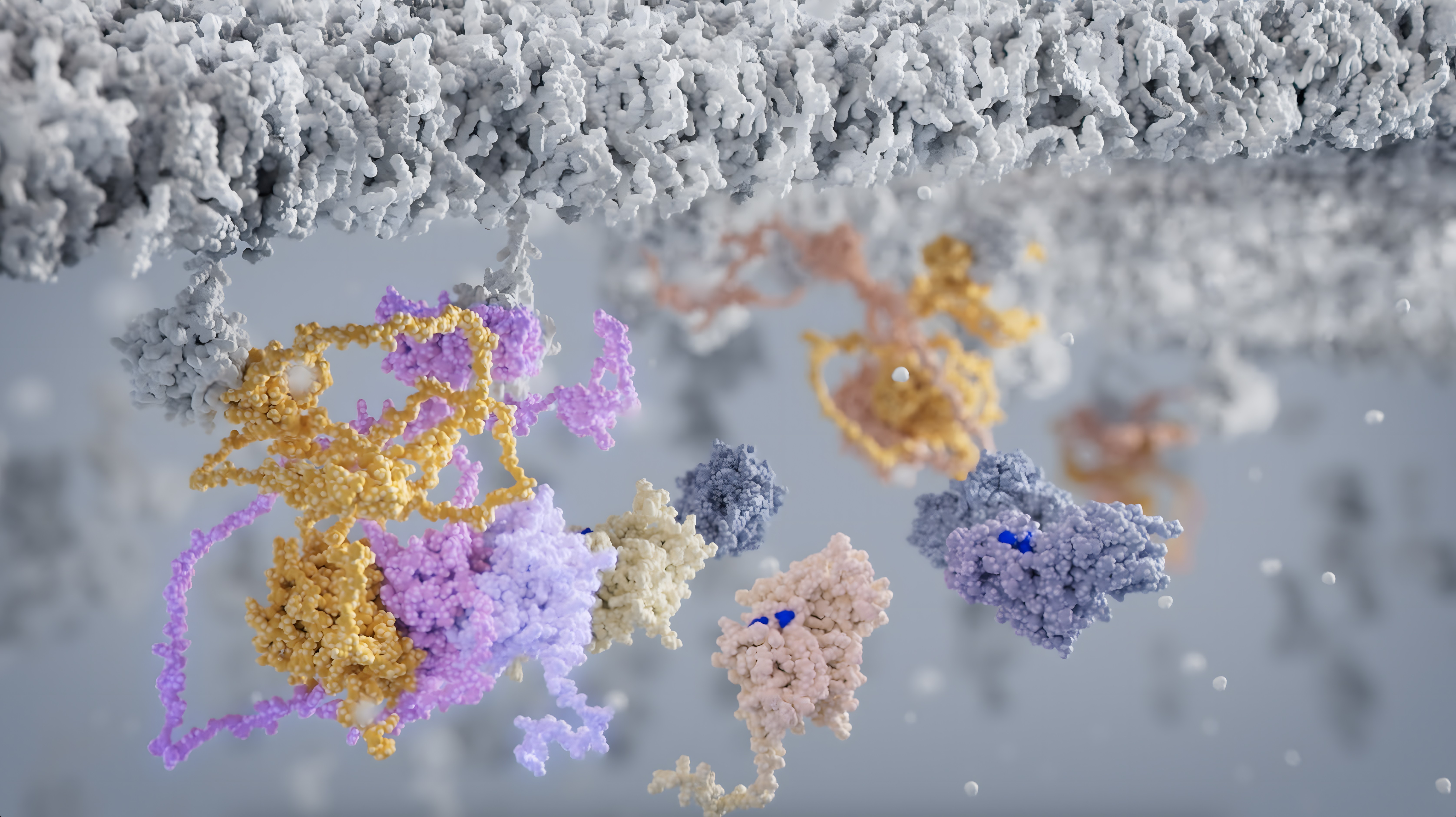 RAS, BRAF, MEK and ERK molecules interact with each other inside the cell cytoplasm