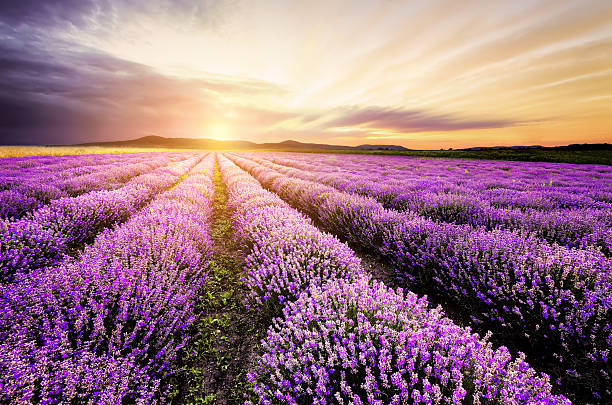 Lavender Farm Point SKyfall
