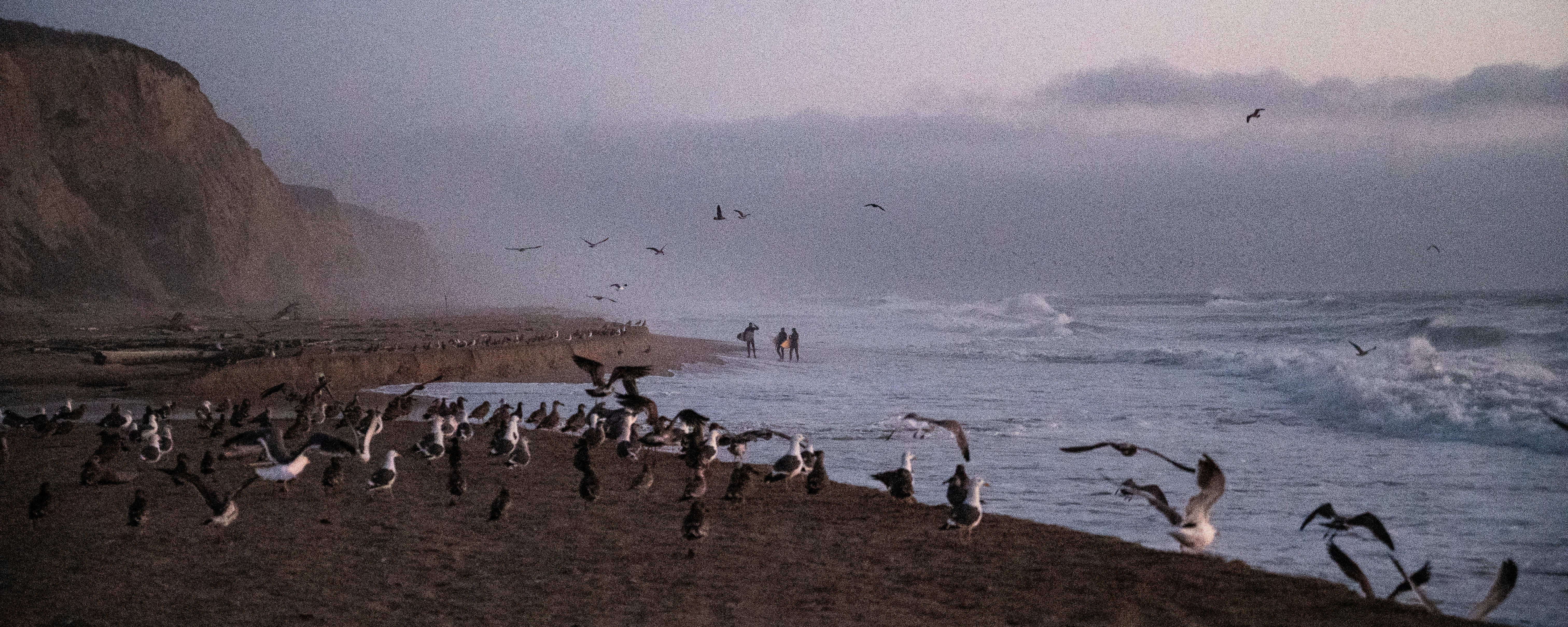 C BIRDS. NIKON Z6. FALL 2024. HALF MOON BAY, CA.