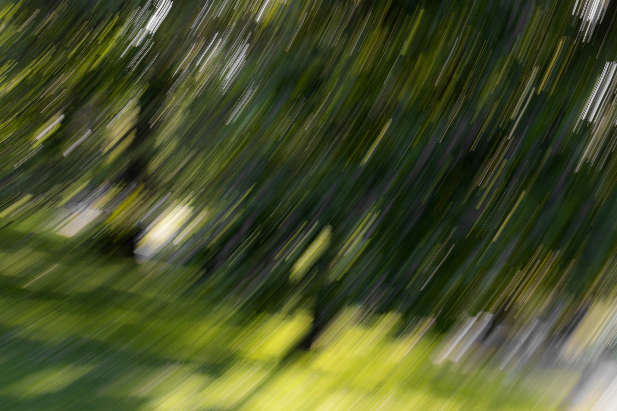 A blurry photo of a green plant