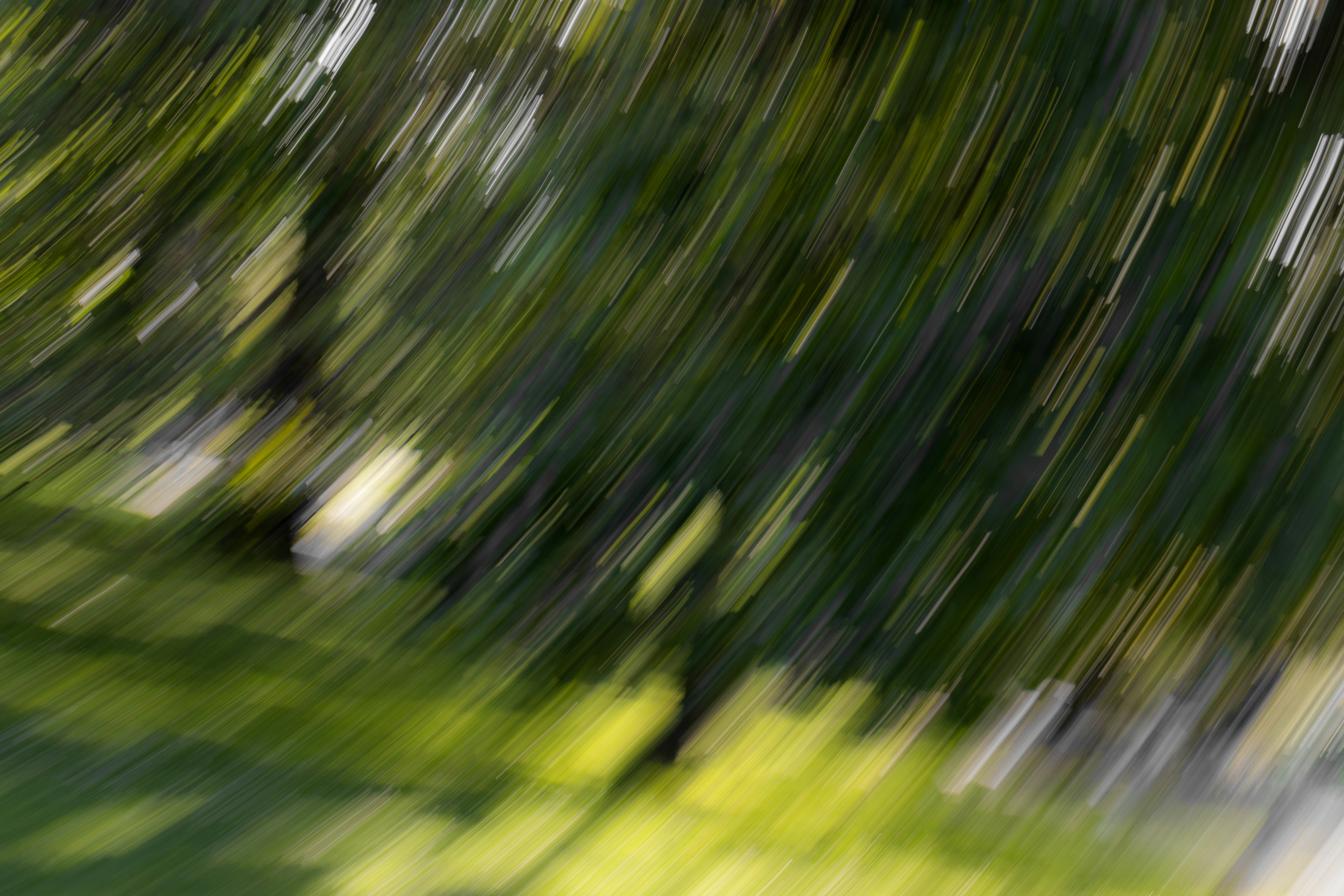 A blurry photo of a green plant
