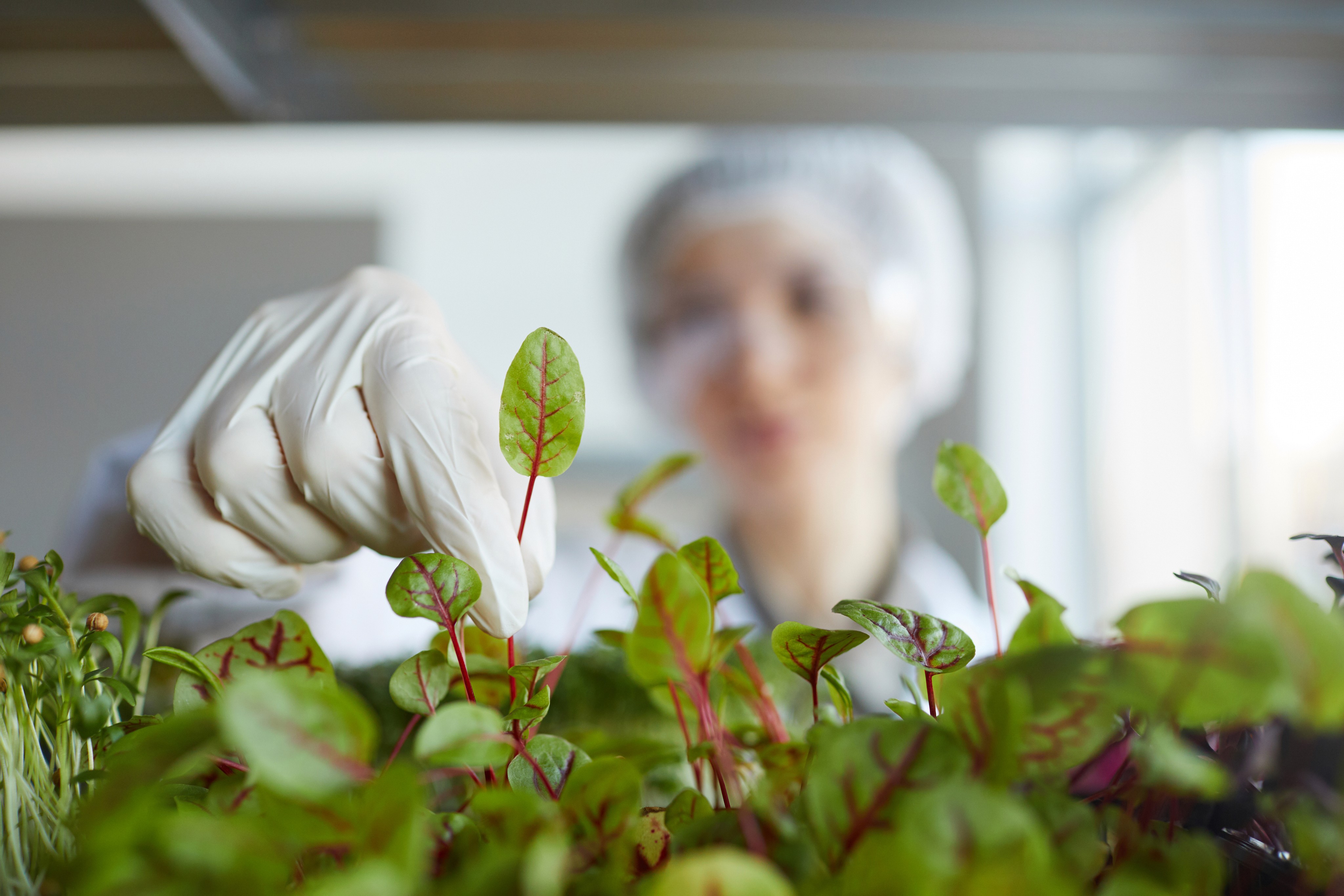 Scientist tending to small sprouts in a lab setting.