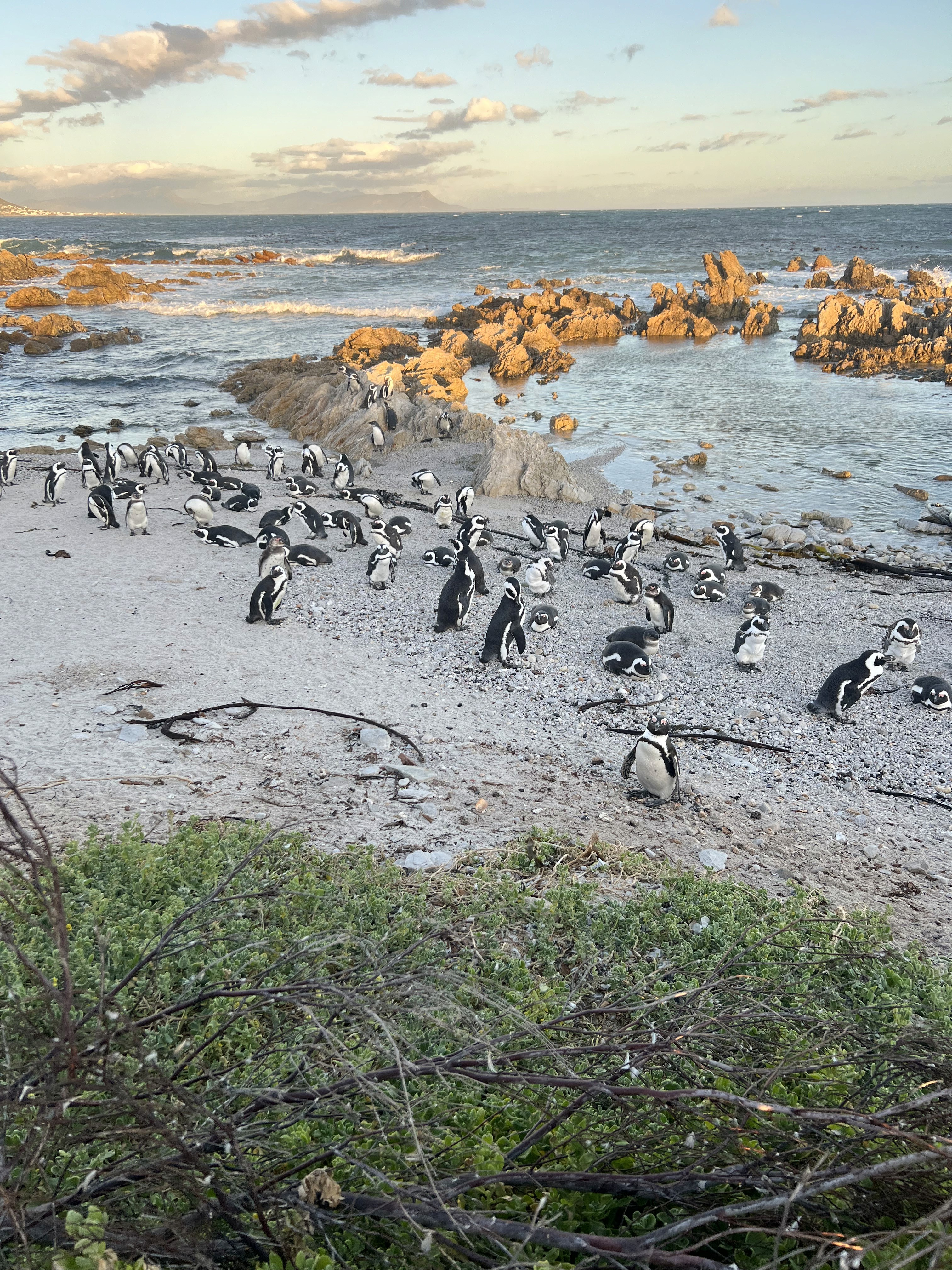 African Penguins gathered together on a sandy beach.