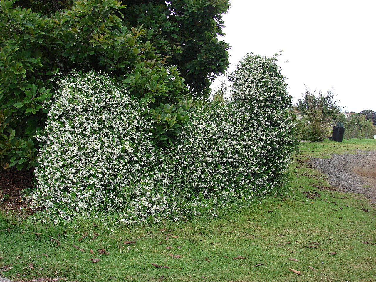 Jasmin étoilé en fleurs, photographié à Kula, à Hawaï. Trachelospermum jasminoides.
