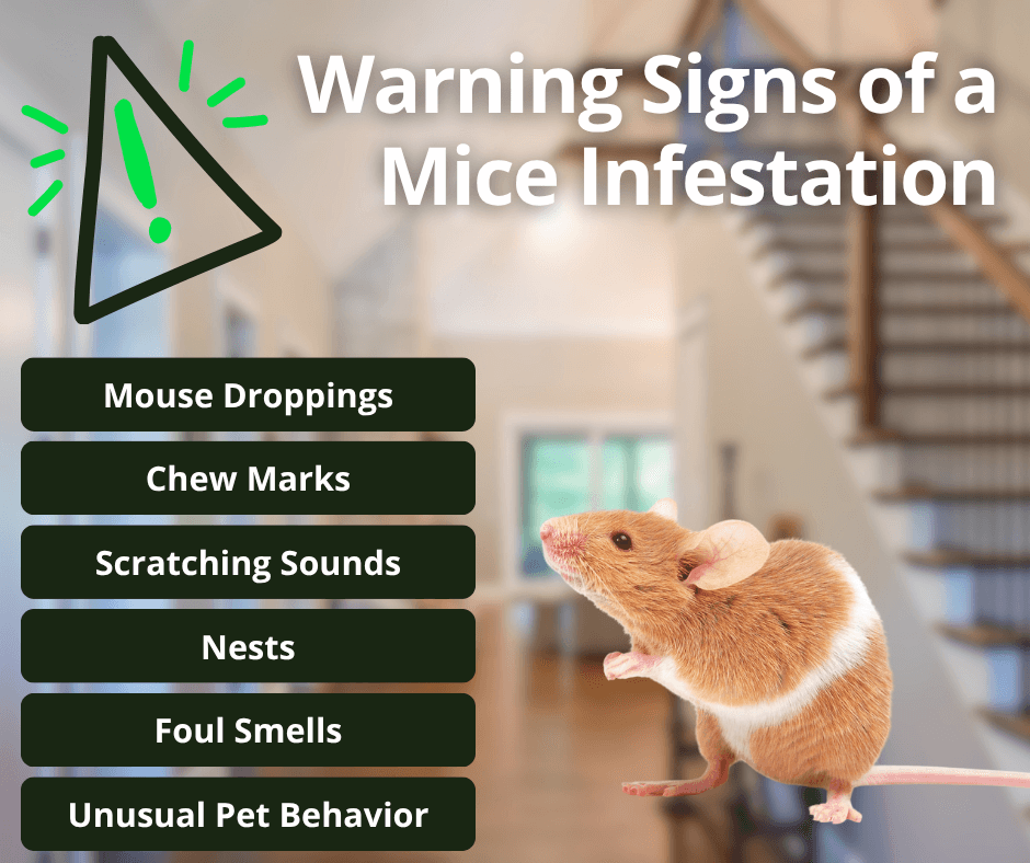 signs of a mice infestation