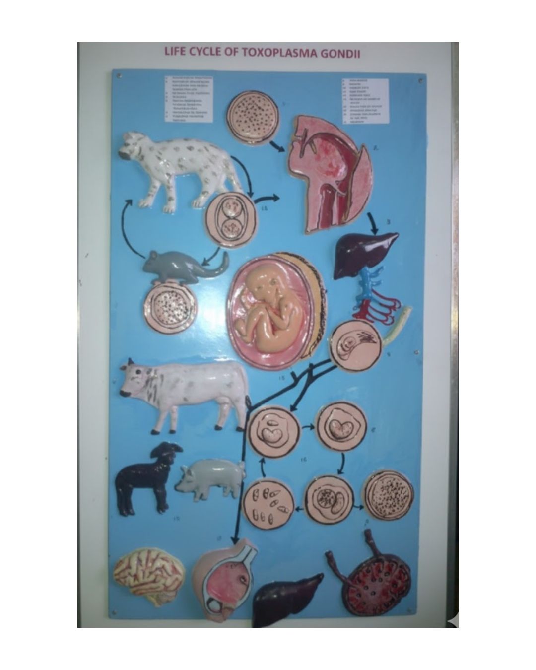 Life Cycle of Toxoplasma gondii
