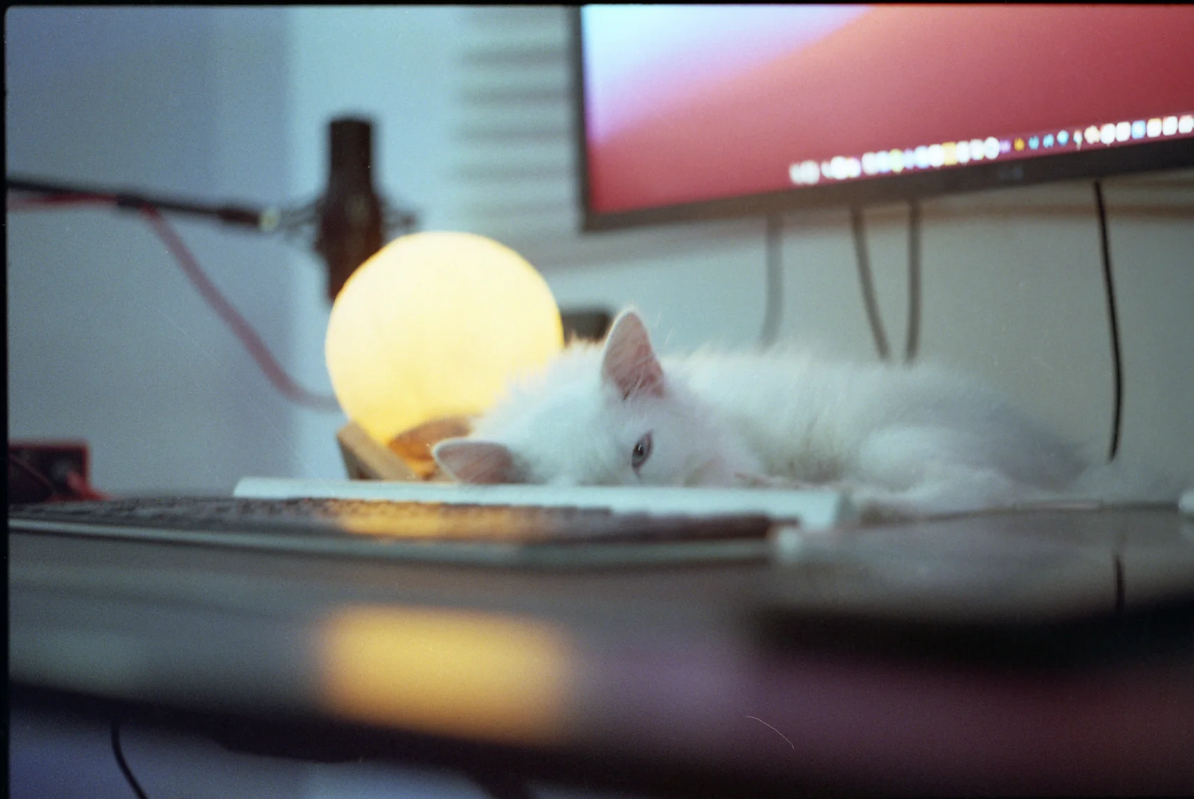 Cat Beside the Moon Lamp