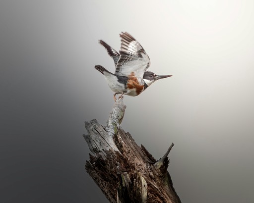 A kingfisher bird lands on a dead tree branch.