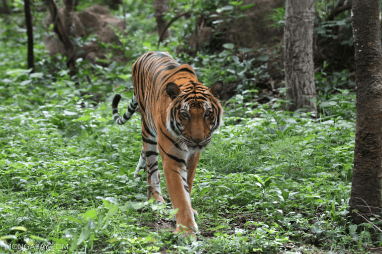 Indochinese tigers (Panthera tigris corbetti) were declared extinct in the wild in Cambodia, Laos and Vietnam in recent years. Photo by Rhett A. Butler/Mongabay