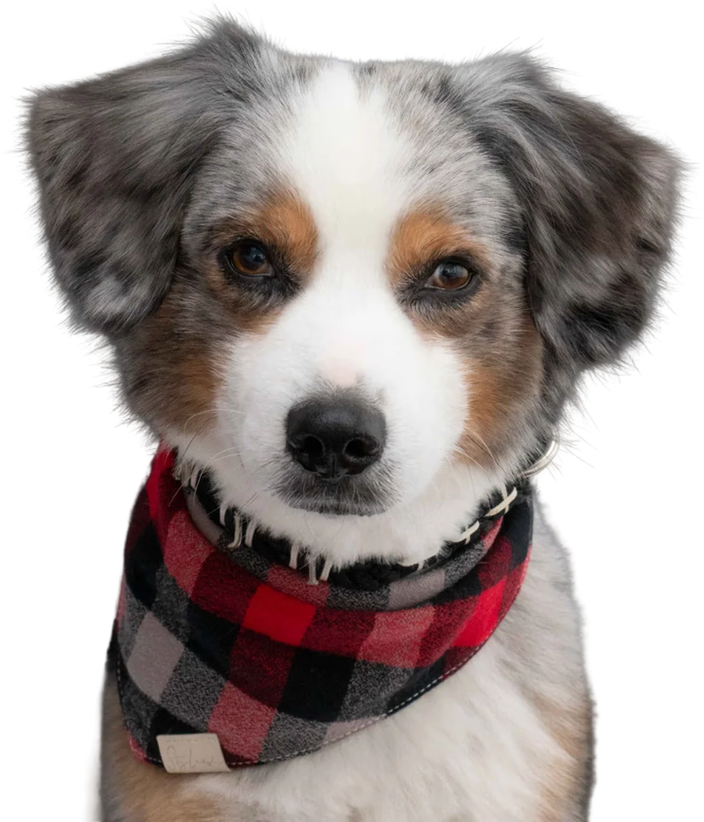 Benji