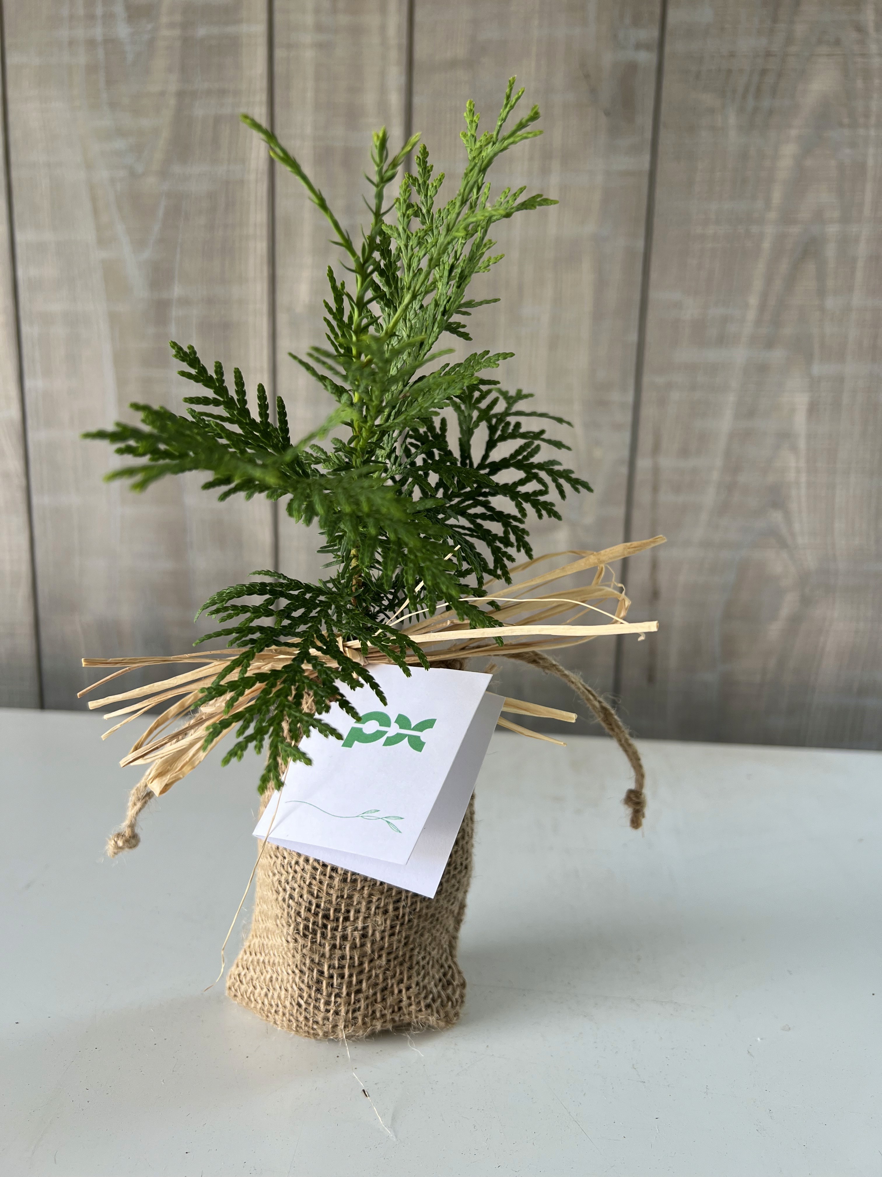 LittleSaps Gift Tree for PX Clients