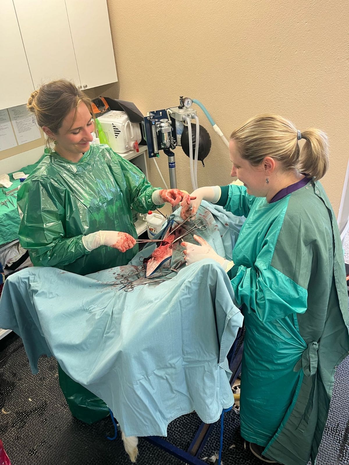 Chirurgie petit ruminant